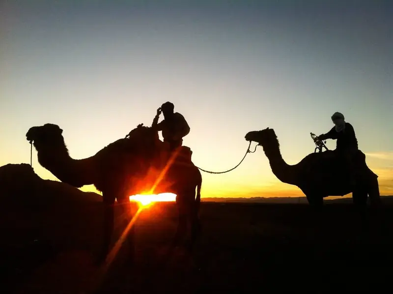 Camel riders silhouetted at sunset in the desert